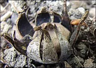 Pensez-vous que ce puisse être un champignon ?