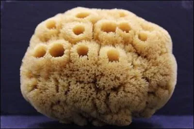 Ceci est curieux, est-ce bien un champignon ?