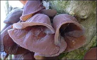 Que sont ces champignons ?