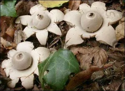 Sont-ce bien des champignons ?