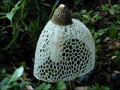 Mais qu'est-ce encore ?