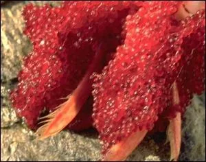 Voyez-vous vraiment des champignons ?