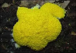 Comme c'est joli ! Est-ce bien un champignon ?