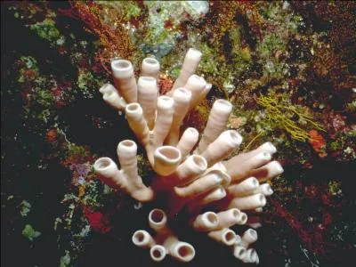 Que sont ces curieux champignons ?