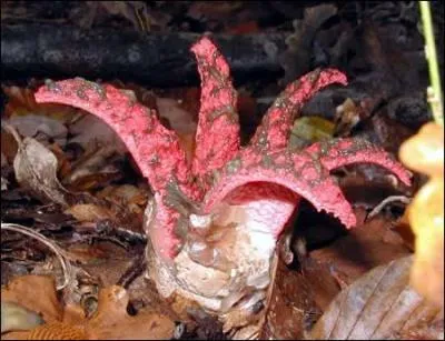Est-ce bien un champignon ?