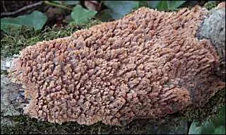 On dirait un champignon de souche !