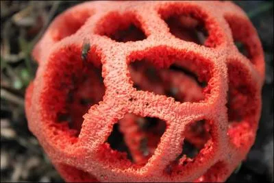 Ceci est-il un champignon ?