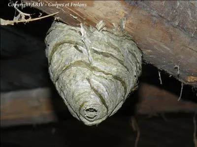 Est-ce bien un champignon ?