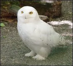 Comment s'appelle la chouette de Harry ?