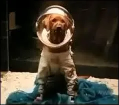 Dans quel film Cosmo apparaît-il ?