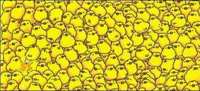 En Thaïlande, il est chargé de trouver quel est le sexe des poussins et de déterminer lesquels pondront beaucoup :