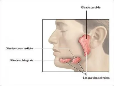 Les calculs dans les glandes salivaires portent le nom de ... .