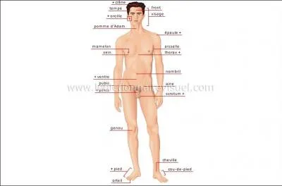 Quel organe du corps humain concernent les "corps caverneux" ?