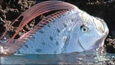 L e régalec est un poisson, quelle est sa particularité ?