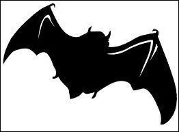 Quel l'animal vit la nuit ?