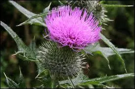 De quelle région le chardon aux ânes est-il le symbole ?