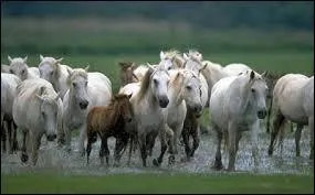 Combien de robes a le Camargue ?