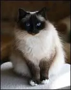 Quelle est cette race ?