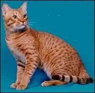 Quelle est cette race ?