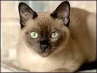 Quelle est cette race ?