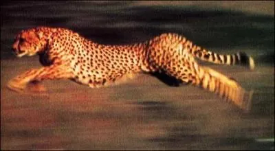 Le guépard est un sprinter.