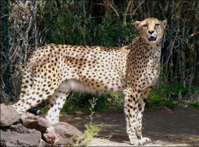Un guépard peut parcourir 300 m en moins de 2 mn.