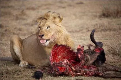 Chez les lions, les mâles ne chassent presque jamais.