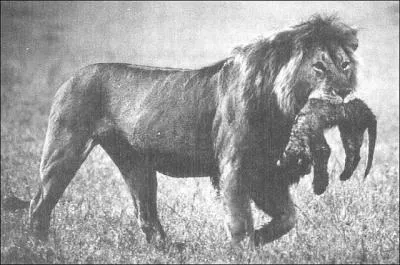 Les lions tuent parfois leur lionceaux.
