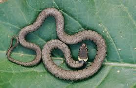 Quiz Serpents