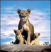 Comment se nomme la mère des 2 lionceaux ?