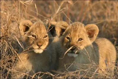 Combien de petits a faits Suki ?