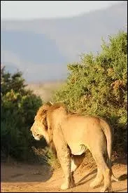 Qui trahit le clan de Linus et Suki à la fin ?