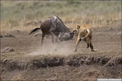 Que n'aimait pas Suki ?