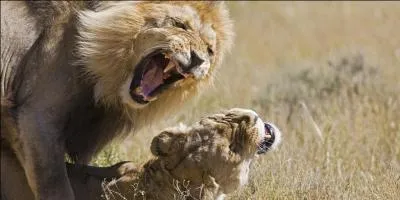 Qui tue la mère de Flak ?