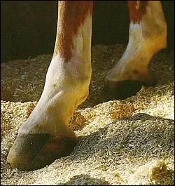 A quoi sert la litire d'un cheval ?