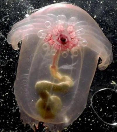 "Il est avéré que cette personne salue toujours d'une main languide". Qu'entend-on par "languide" ?