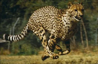 Le gu&eacute;pard est connu pour &ecirc;tre l'animal le plus rapide sur terre mais quelle est sa vitesse de pointe ?
