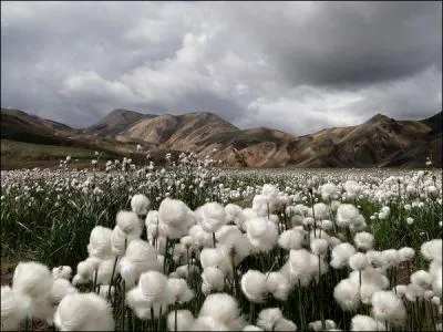 Au cours d'une autre balade en montagne, nous rencontrons ces fleurs magnifiques. De quoi s'agit-il ?