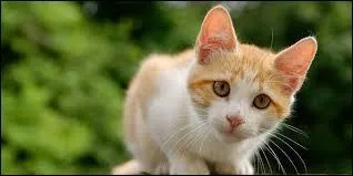 De quel animal s'agit-il ?