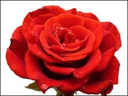 Comment appelle-t-on ça ?