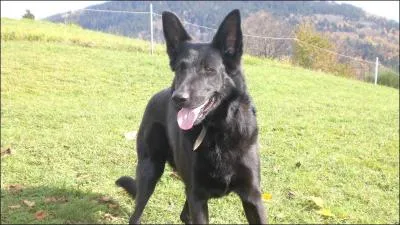 Quelle est la race de ce chien ? (attention il y a un pige!)