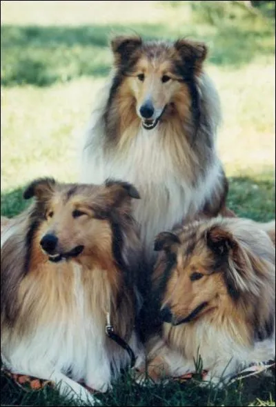 Quelle est la race de ce chien ?