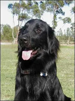 Quelle est la race de ce chien ?