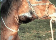 Quiz Les maladies des chevaux