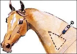 Euthanasier un cheval veut dire :