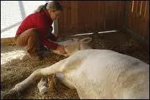 Quelle maladie a le cheval sur cette photo ?