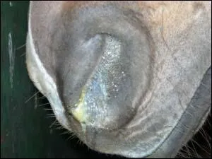 Quelle maladie respiratoire est très contagieuse, mais rarement mortelle ?