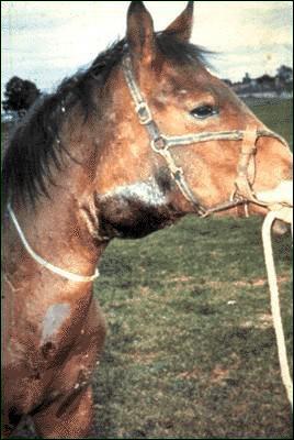 Quiz Chevaux