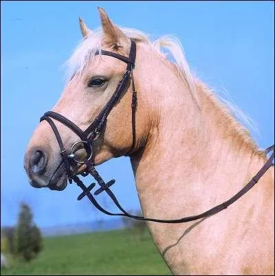 Comment s'appelle ce morceau d'harnachement?