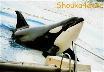 Comment s'appelle cette orque ?